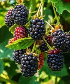 5 Triple Crown Thornless Blackberry Plant Rubus Starter Fruit Bush Bare Root - Image 1