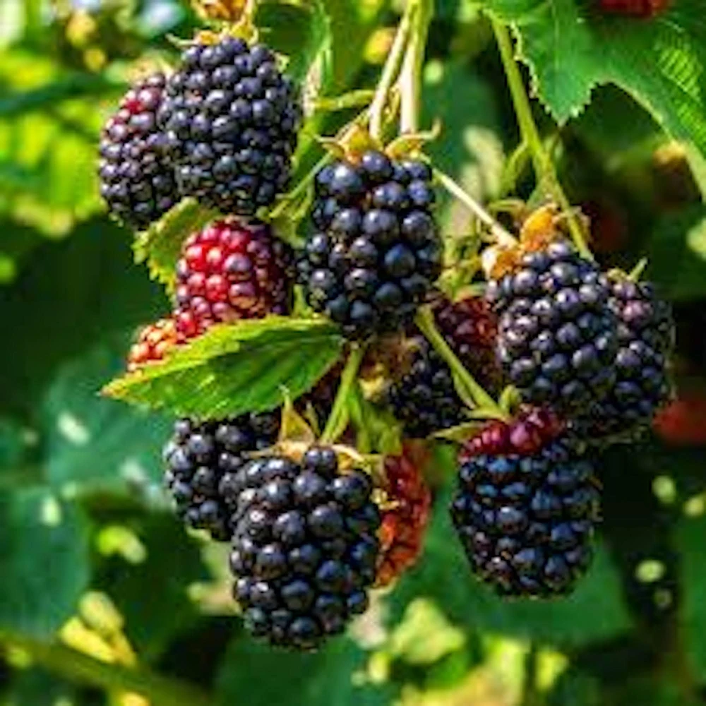 5 Triple Crown Thornless Blackberry Plant Rubus Starter Fruit Bush Bare Root - Image 1