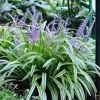 5 Variegated Monkey Grass Bare Roots - Liriope muscari 'Variegata' - Outdoor Perennial - Image 1