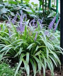 5 Variegated Monkey Grass Bare Roots - Liriope muscari 'Variegata' - Outdoor Perennial - Image 1