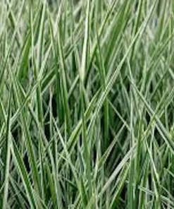 5 Variegated Monkey Grass Bare Roots - Liriope muscari 'Variegata' - Outdoor Perennial - Image 2