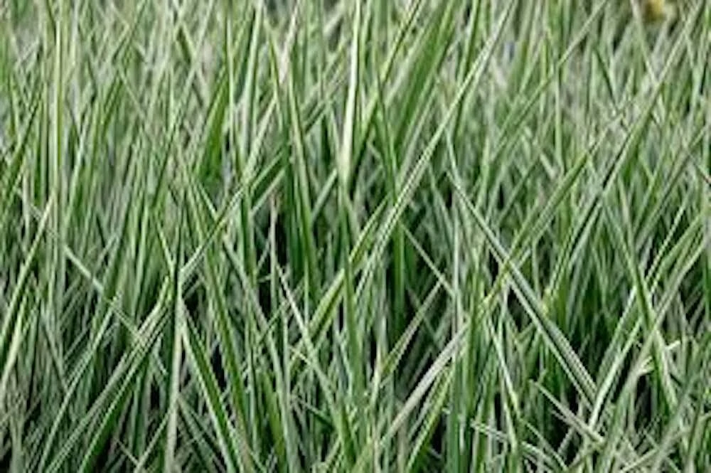 5 Variegated Monkey Grass Bare Roots - Liriope muscari 'Variegata' - Outdoor Perennial - Image 2