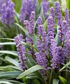 5 Variegated Monkey Grass Bare Roots - Liriope muscari 'Variegata' - Outdoor Perennial - Image 3