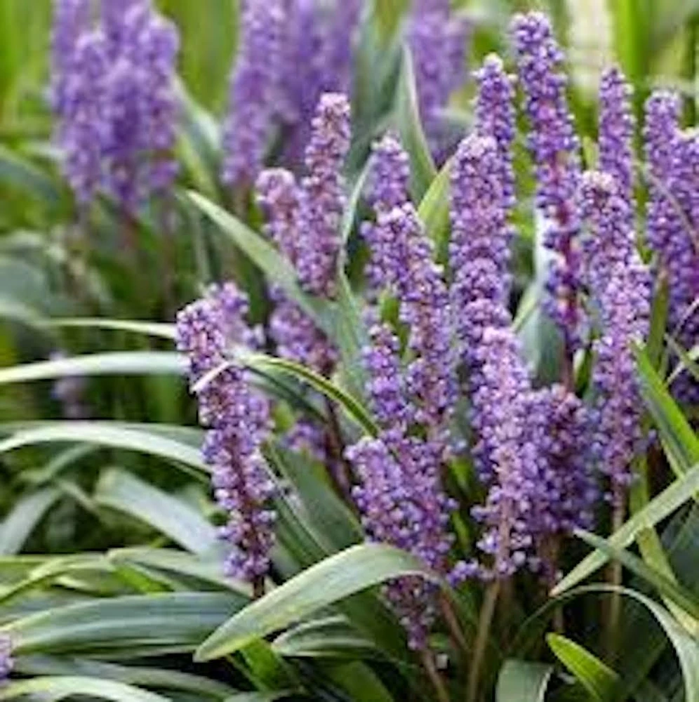 5 Variegated Monkey Grass Bare Roots - Liriope muscari 'Variegata' - Outdoor Perennial - Image 3