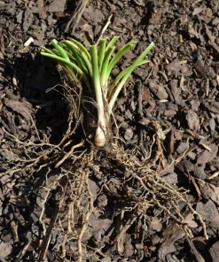 5 Variegated Monkey Grass Bare Roots - Liriope muscari 'Variegata' - Outdoor Perennial - Image 4