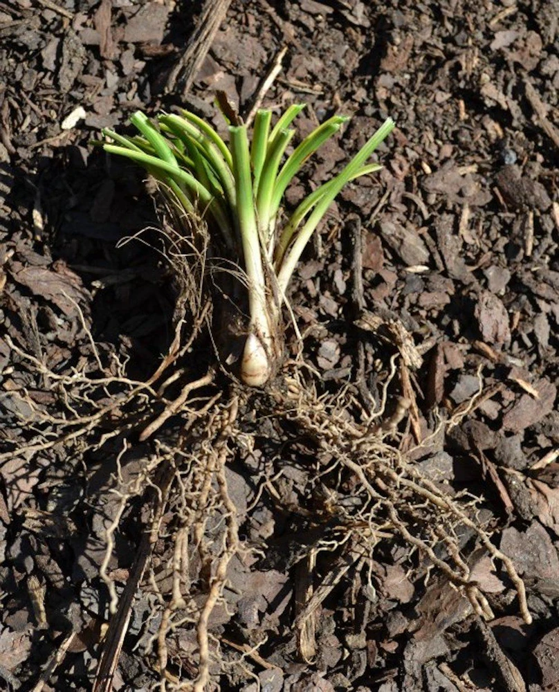 5 Variegated Monkey Grass Bare Roots - Liriope muscari 'Variegata' - Outdoor Perennial - Image 4