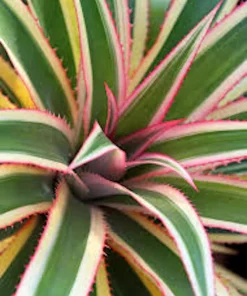 5 Variegated Pineapple Plant Starter Plugs - Ananas comosus var. variegatus Live Plants - Image 4