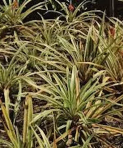 5 Variegated Pineapple Plant Starter Plugs - Ananas comosus var. variegatus Live Plants - Image 5
