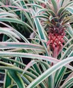 5 Variegated Pineapple Plant Starter Plugs - Ananas comosus var. variegatus Live Plants - Image 1