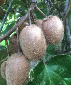 5 Vincent Kiwi Female Starter Plug Actinidia deliciosa 'Vincent' - Fruit Vine - Image 2