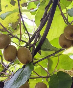 5 Vincent Kiwi Female Starter Plug Actinidia deliciosa 'Vincent' - Fruit Vine - Image 6