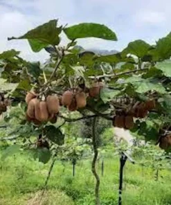 5 Vincent Kiwi Female Starter Plug Actinidia deliciosa 'Vincent' - Fruit Vine - Image 7