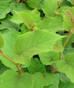 5 Vincent Kiwi Female Starter Plug Actinidia deliciosa 'Vincent' - Fruit Vine - Image 8