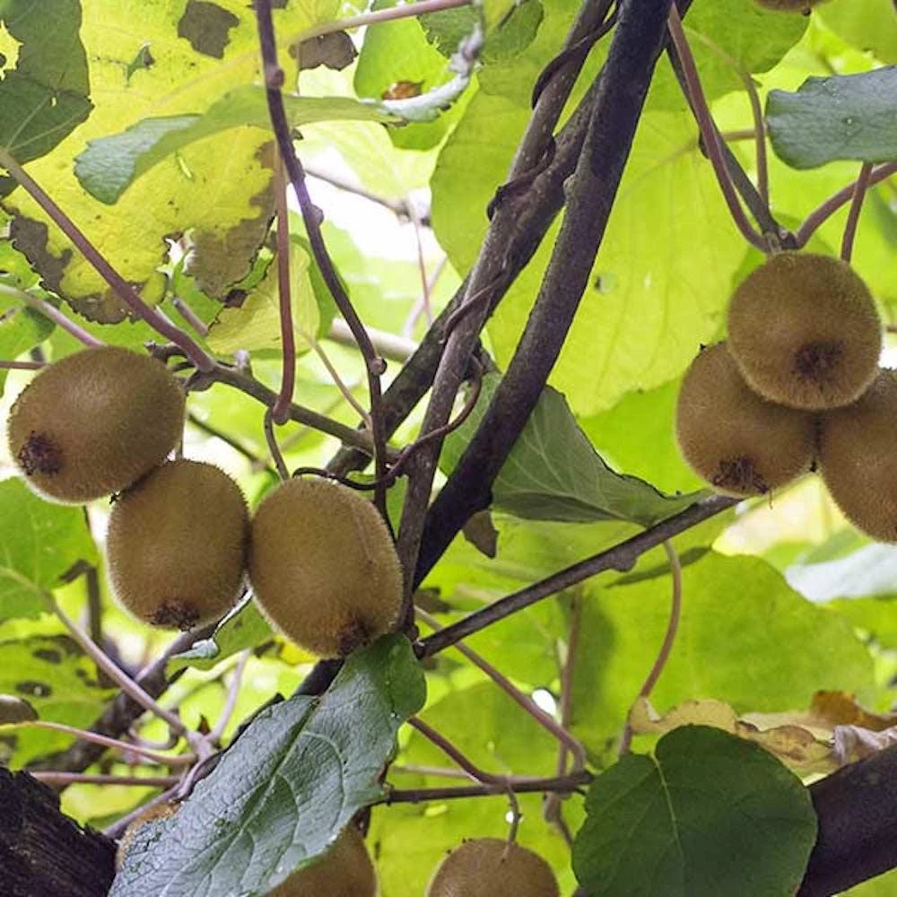 5 Vincent Kiwi Female Starter Plug Actinidia deliciosa 'Vincent' - Fruit Vine - Image 1