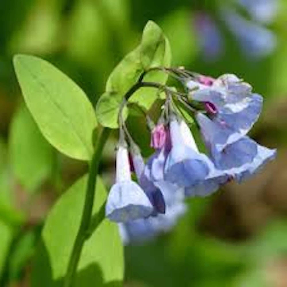 5 Virginia Bluebell Mertensia virginica Wildflower Bare Roots - Image 2