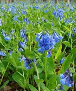 5 Virginia Bluebell Mertensia virginica Wildflower Bare Roots - Image 3