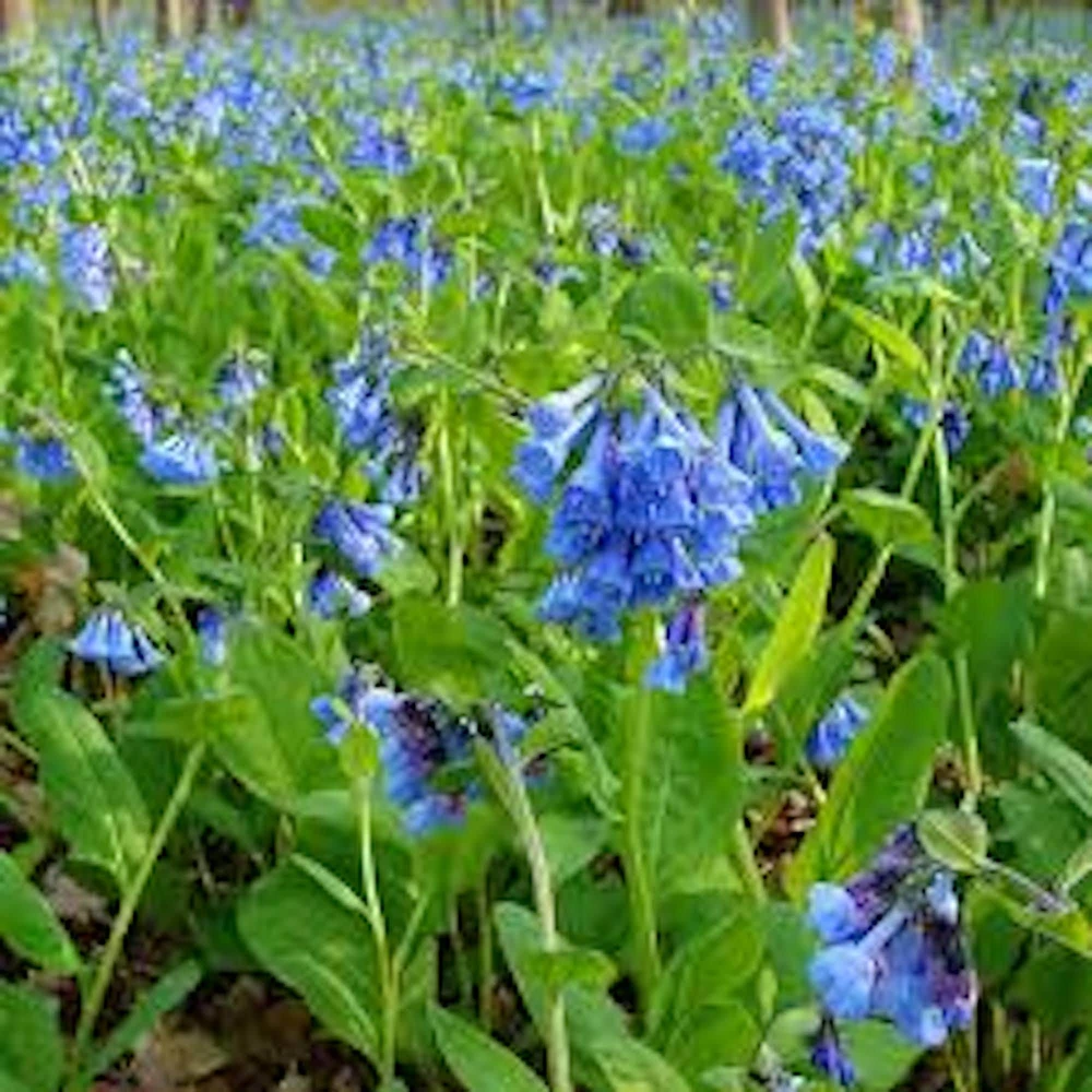 5 Virginia Bluebell Mertensia virginica Wildflower Bare Roots - Image 3
