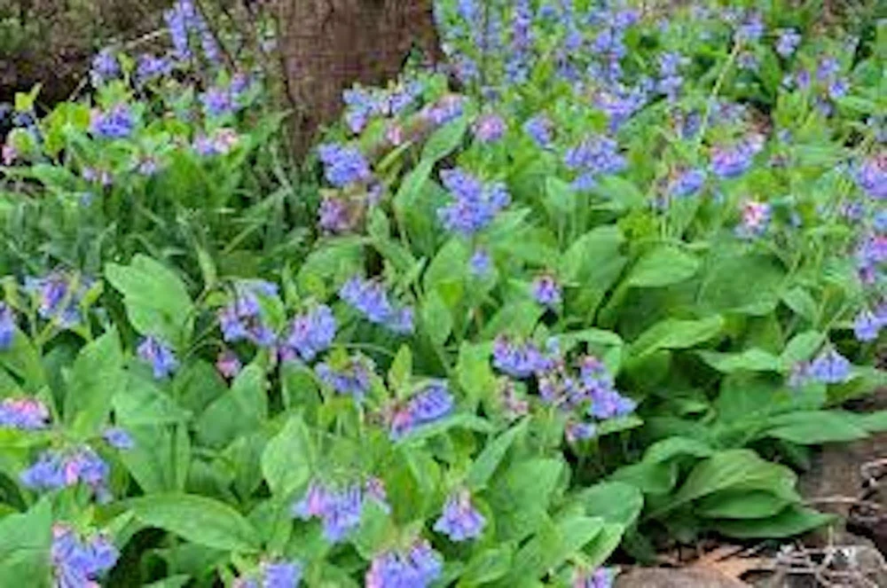 5 Virginia Bluebell Mertensia virginica Wildflower Bare Roots - Image 4