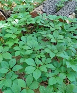 5 Virginia Creeper Bare Root Vines – Scarlet Fall Color, Deer Resistant, Zones 3-10 - Image 2
