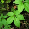5 Virginia Creeper Bare Root Vines – Scarlet Fall Color, Deer Resistant, Zones 3-10 - Image 1