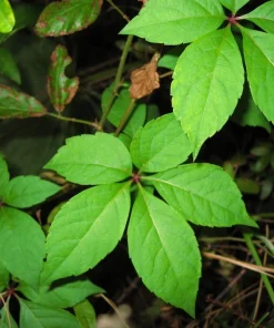 5 Virginia Creeper Bare Root Vines – Scarlet Fall Color, Deer Resistant, Zones 3-10 - Image 1
