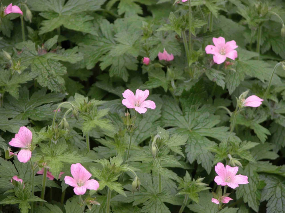 5 Wild Geraniums Plants Cranesbill Maculatum Organic Bare Root Stock - Image 1
