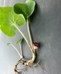 5 Wild Ginger Bare Root Plants - Asarum canadense - Native Perennial - Image 3