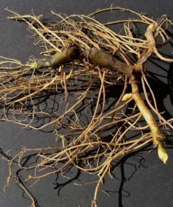 5 Wild Ginger Bare Root Plants - Asarum canadense - Native Perennial - Image 4