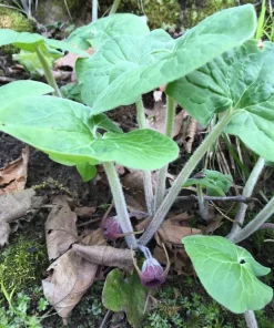 5 Wild Ginger Bare Root Plants - Asarum canadense - Native Perennial - Image 5
