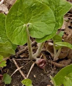 5 Wild Ginger Bare Root Plants - Asarum canadense - Native Perennial - Image 6