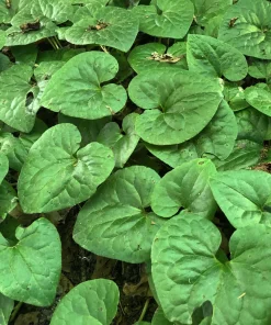 5 Wild Ginger Bare Root Plants - Asarum canadense - Native Perennial - Image 1