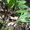 5 Wild Ramps Bulbs Bare Roots - Allium tricoccum - Wild Leeks - Image 1