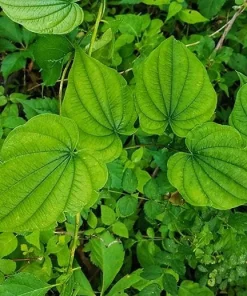 5 Wild Yam Bare Root Plants Dioscorea Villosa Perennial Vine Native Wildflower - Image 2