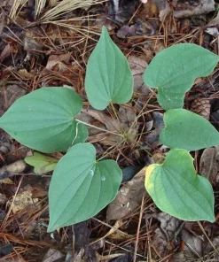 5 Wild Yam Bare Root Plants Dioscorea Villosa Perennial Vine Native Wildflower - Image 3