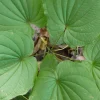 5 Wild Yam Bare Root Plants Dioscorea Villosa Perennial Vine Native Wildflower - Image 1