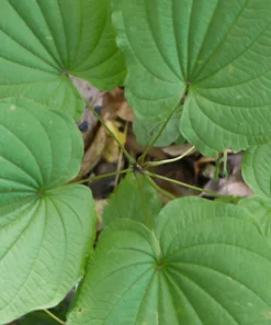 5 Wild Yam Bare Root Plants Dioscorea Villosa Perennial Vine Native Wildflower - Image 1