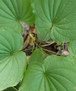 5 Wild Yam Bare Root Plants Dioscorea Villosa Perennial Vine Native Wildflower - Image 7