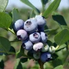 5 Windsor Blueberry Starter Plug Live Plants - Vaccinium corymbosum - Image 1