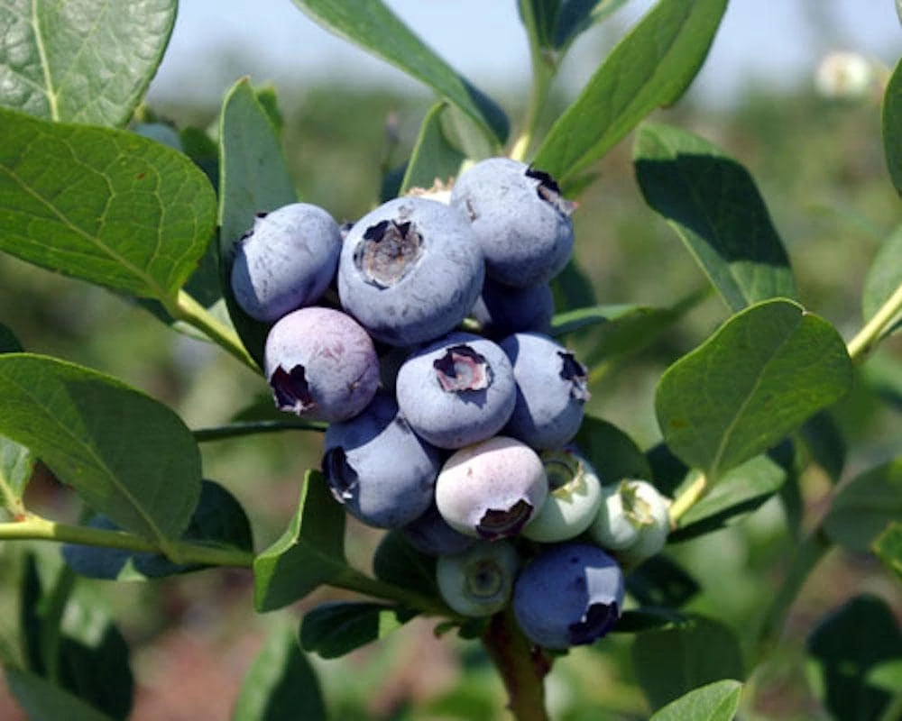 5 Windsor Blueberry Starter Plug Live Plants - Vaccinium corymbosum - Image 1