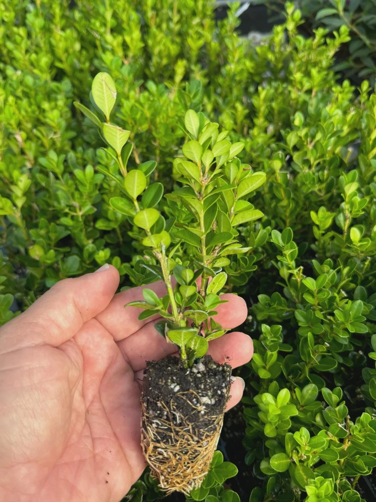5 Wintergreen Boxwood Hedge Starter Plugs - Live Evergreen Shrub, 2-4" Tall - Image 4