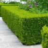 5 Wintergreen Boxwood Hedge Starter Plugs - Live Evergreen Shrub, 2-4" Tall - Image 1
