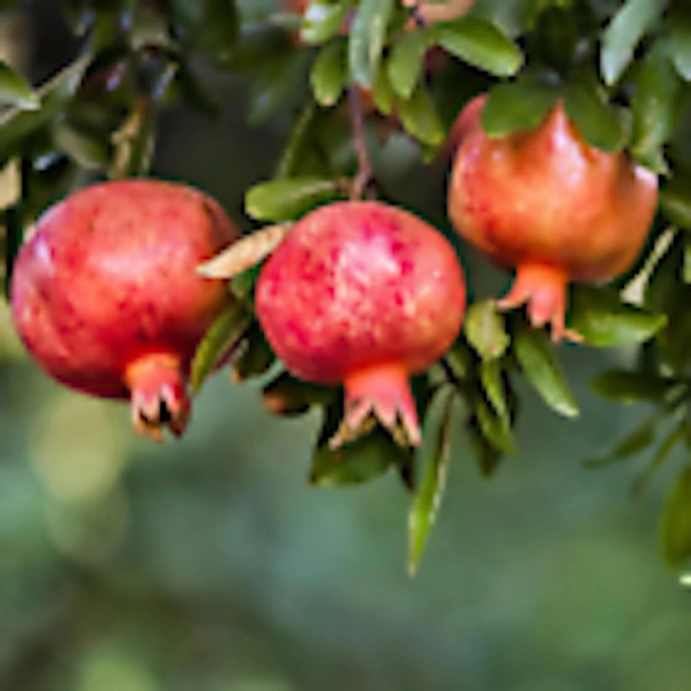 5 Wonderful Pomegranate Fruit Tree Starter Plants - Edible Punica Granatum - Image 1