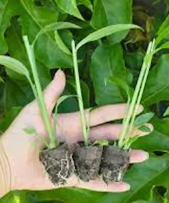 5 Yellow Ginger Live Plant Plugs - Zingiber Officinale Starter Plants - Image 2