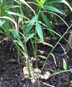 5 Yellow Ginger Live Plant Plugs - Zingiber Officinale Starter Plants - Image 4
