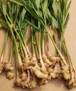 5 Yellow Ginger Live Plant Plugs - Zingiber Officinale Starter Plants - Image 6