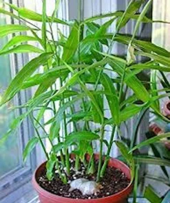 5 Yellow Ginger Live Plant Plugs - Zingiber Officinale Starter Plants - Image 1