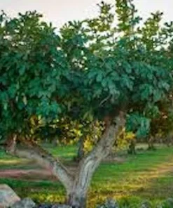 5 Yellow Long Neck Fig Tree Starter Plugs - Ficus carica - Live Bare Root Plants - Image 3