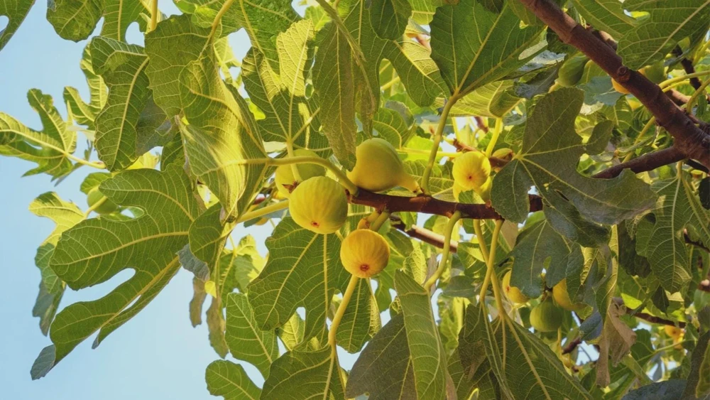 5 Yellow Long Neck Fig Tree Starter Plugs - Ficus carica - Live Bare Root Plants - Image 1