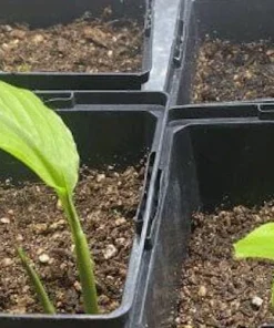 5 Yellow Turmeric Ginger Starter Plugs - Curcuma longa Live Plant - Image 4