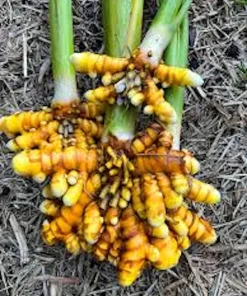 5 Yellow Turmeric Ginger Starter Plugs - Curcuma longa Live Plant - Image 6